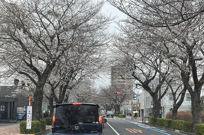 桜通り